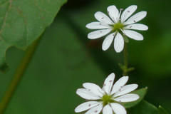 Stellaria media